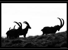 Bouquetin au col de Pavis.