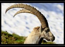 Bouquetin au col de Pavis.