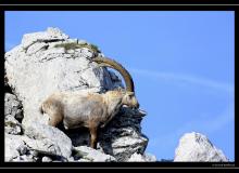 Bouquetin au col de Pavis.