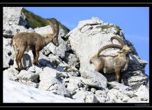 Bouquetin au col de Pavis.