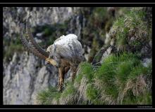 Bouquetin a la Dent du Lan