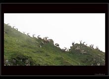 Bouquetin sur l'arete de Pavis