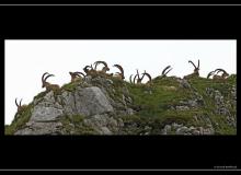 Bouquetin sur l'arete de Pavis