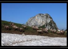 Bouquetin au col de Pavis