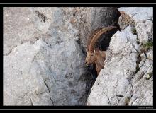 Bouquetin a la Dent du Lan