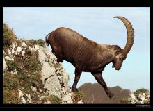 Bouquetin au col de Pavis.