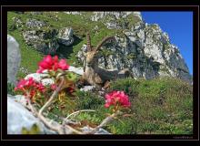 Bouquetin au col de Pavis