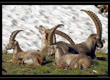 Bouquetin au col de Pavis.