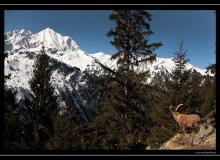 Bouquetin dans le Val de Bagnes