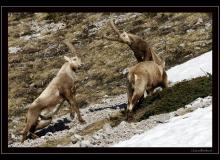 Bouquetin au pied des Jumelles