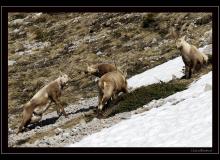 Bouquetin au pied des Jumelles