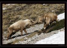 Bouquetin au pied des Jumelles