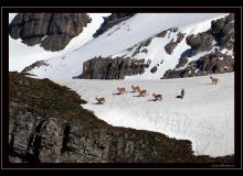 Bouquetin dans le bassin de Salanfe