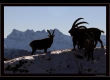Bouquetin dans la region du Grammont
