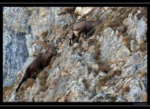 Rut du bouquetin au Grammont.
