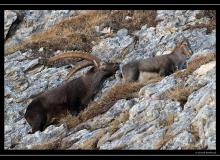 Rut du bouquetin au Grammont.
