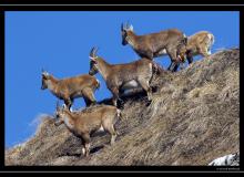 Bouquetin au col de Cou.