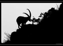 Bouquetin dans le vallon de Verne