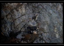 Bouquetin au Grammont
