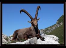 Bouquetin au col de Pavis