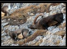 Rut du bouquetin au Grammont