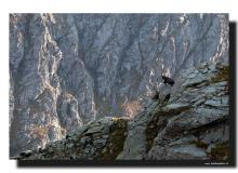 Bouquetin au Mont Viso
