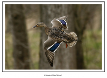 Colvert femelle
