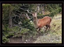 Cerf