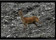 Biche