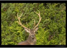 cerf-1_8239