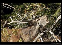 cerf1_9485