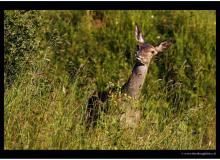 cerf_2783