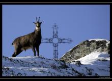 Chamois