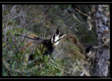 Chamois