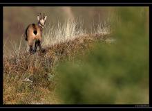 Chamois
