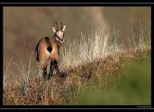 Chamois