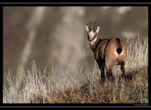 Chamois