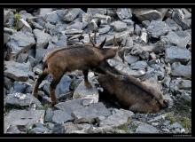 Chamois