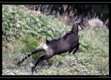 Chamois