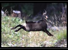 Chamois