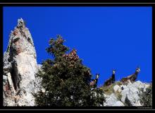 Chamois
