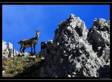 Chamois