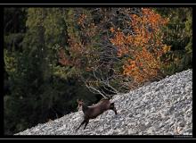 Chamois