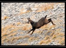 Chamois
