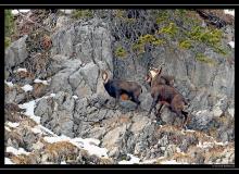 Chamois