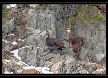 Chamois