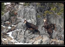 Chamois