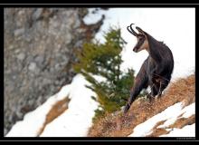 Chamois