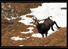 Chamois
