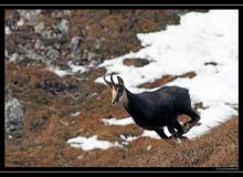 Chamois
